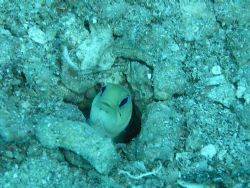 Jawfish playing peek-a-boo! by Lora Tucker 